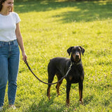 Pet beibei Leather Dog Leash Collar Set Medium Large M pu collar adjustment range (35-45cm) recommended 10.00 kg-20.00 kg Piece In Australia - Darrahopens