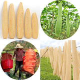 Natural Long Loofah Sponge for Kitchen Cleaning, Non-Stick Dish Scrubber, Eco-Friendly Plant Fiber Scouring Pad with Hanging Rope, Versatile for Pots, Pans, and Cookware (M, Shrink)
