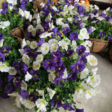 Artificial Petunia Hanging Flower Arrangement Red White Blue Flowers Outdoor - Multi-color - Size 10