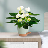 Plant Pots Indoor Set of 5 Self Watering Planters for Indoor Plants with Drainage Hole, Plastic Flower Pots for Succulents (Green)