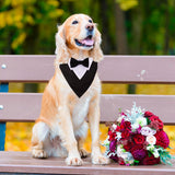 Formal Dog Tuxedo, Wedding Dog Collar with Bow Tie, Adjustable Pet Wedding Collar Bandana for Small Medium Large Dogs Large In Australia - Darrahopens