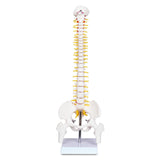 Mini Human Spine Model for Kids, 17’’ Vertebra Model with Stand for Medical Students, Osteopaths and Chiropractors In Australia - Darrahopens