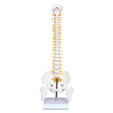 Mini Human Spine Model for Kids, 17’’ Vertebra Model with Stand for Medical Students, Osteopaths and Chiropractors In Australia - Darrahopens
