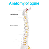 Mini Human Spine Model for Kids, 17’’ Vertebra Model with Stand for Medical Students, Osteopaths and Chiropractors In Australia - Darrahopens