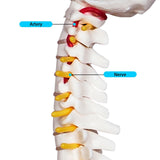 Mini Human Spine Model for Kids, 17’’ Vertebra Model with Stand for Medical Students, Osteopaths and Chiropractors In Australia - Darrahopens