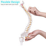 Mini Human Spine Model for Kids, 17’’ Vertebra Model with Stand for Medical Students, Osteopaths and Chiropractors In Australia - Darrahopens