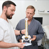 Mini Human Spine Model for Kids, 17’’ Vertebra Model with Stand for Medical Students, Osteopaths and Chiropractors In Australia - Darrahopens