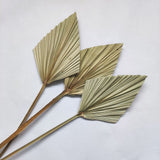 4 Pieces Natural Dried Palm Spears Small Dried Palm Fans for Flower Bouquet Boho Wedding Home Party Kitchen Vase Farmhouse In Australia - Darrahopens