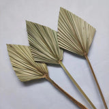 4 Pieces Natural Dried Palm Spears Small Dried Palm Fans for Flower Bouquet Boho Wedding Home Party Kitchen Vase Farmhouse In Australia - Darrahopens