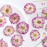 Large Purple Dried Pressed Flower for Resin, Big Real Nature Pressing Floral Leaves for DIY Craft, Candle Scrapbooking Supplies In Australia - Darrahopens
