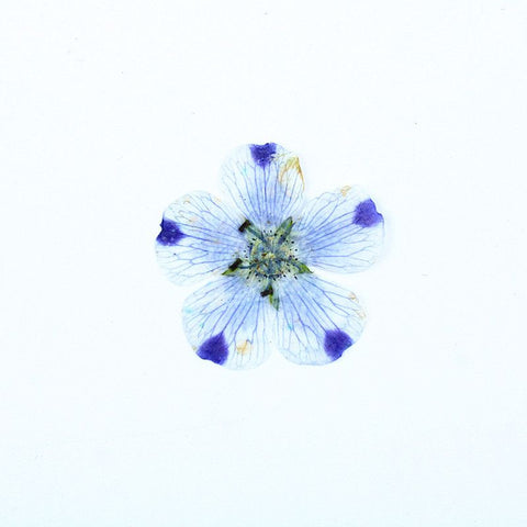 Real Dried Pressed Flowers Leaves Pressed Flowers Leaves Mixed Pack Scrapbooking Embellishments for DIY Resin Ornament（9 flowers）