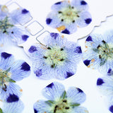 Real Dried Pressed Flowers Leaves Pressed Flowers Leaves Mixed Pack Scrapbooking Embellishments for DIY Resin Ornament（9 flowers） In Australia - Darrahopens