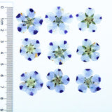 Real Dried Pressed Flowers Leaves Pressed Flowers Leaves Mixed Pack Scrapbooking Embellishments for DIY Resin Ornament（9 flowers）