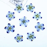 Real Dried Pressed Flowers Leaves Pressed Flowers Leaves Mixed Pack Scrapbooking Embellishments for DIY Resin Ornament（9 flowers）