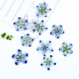 Real Dried Pressed Flowers Leaves Pressed Flowers Leaves Mixed Pack Scrapbooking Embellishments for DIY Resin Ornament（9 flowers）