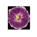 12 Pcs Dried Pressed Flowers Small Dry Flowers Real Natural Resin Filler for Scrapbooking DIY Resin Crafts Candle Decoration In Australia - Darrahopens