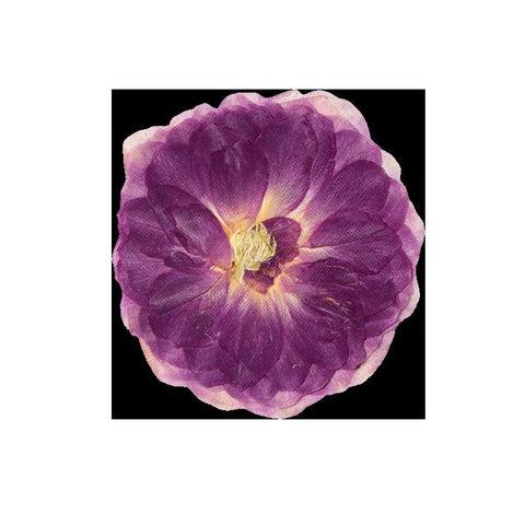 12 Pcs Dried Pressed Flowers Small Dry Flowers Real Natural Resin Filler for Scrapbooking DIY Resin Crafts Candle Decoration In Australia - Darrahopens