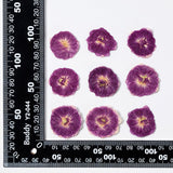 12 Pcs Dried Pressed Flowers Small Dry Flowers Real Natural Resin Filler for Scrapbooking DIY Resin Crafts Candle Decoration In Australia - Darrahopens
