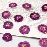 12 Pcs Dried Pressed Flowers Small Dry Flowers Real Natural Resin Filler for Scrapbooking DIY Resin Crafts Candle Decoration
