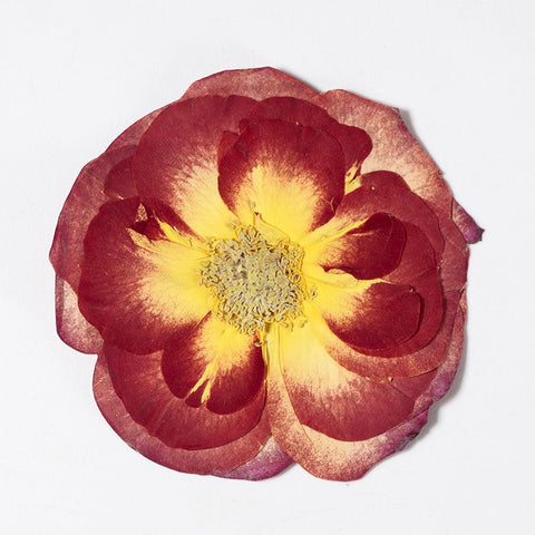 16 Pcs Dried Pressed Rose, Real Dried Pressed Flowers for Resin Scrapbook Supplies Card Making Soap Candle DIY Art Crafts In Australia - Darrahopens