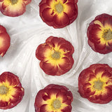 16 Pcs Dried Pressed Rose, Real Dried Pressed Flowers for Resin Scrapbook Supplies Card Making Soap Candle DIY Art Crafts In Australia - Darrahopens