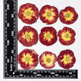 16 Pcs Dried Pressed Rose, Real Dried Pressed Flowers for Resin Scrapbook Supplies Card Making Soap Candle DIY Art Crafts In Australia - Darrahopens