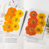 Dried Pressed Flowers for Resin Molds,Real Natural Pressed Flowers for DIY Art Crafts,Candle Making, Nails Décor,Phone Case（12pcs） In Australia - Darrahopens