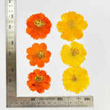 Dried Pressed Flowers for Resin Molds,Real Natural Pressed Flowers for DIY Art Crafts,Candle Making, Nails Décor,Phone Case（12pcs） In Australia - Darrahopens