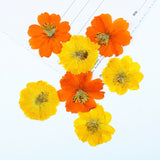 Dried Pressed Flowers for Resin Molds,Real Natural Pressed Flowers for DIY Art Crafts,Candle Making, Nails Décor,Phone Case（12pcs） In Australia - Darrahopens