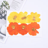 Dried Pressed Flowers for Resin Molds,Real Natural Pressed Flowers for DIY Art Crafts,Candle Making, Nails Décor,Phone Case（12pcs） In Australia - Darrahopens