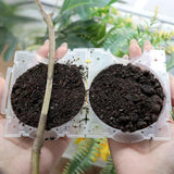 5Pcs Plant Root Growing Box Propagation Ball Reusable Grafting Device Garden Plant Rooting Ball incubator Tree Grafting Rooting Device Plant Fast Growth Air Layering Pod S
