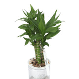 100 Pcs 4.7 Inch Thick Plastic Plant Garden Labels Nursery Garden Labels Stake Tags Plant Name Tags Waterproof Plant Tags Plant In Australia - Darrahopens