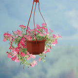 15 Pcs coffee Plastic Hanging Planter Hanging Plant Pots Hanging Plant Containers with Drainage Holes and Hooks for Balcony In Australia - Darrahopens