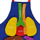 3D Organ Apron, Human Body Organs Apron Awareness Educational Tool Toy for Kids, Anatomy Costume Apron Plush Stuffed Viscera