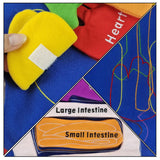 3D Organ Apron, Human Body Organs Apron Awareness Educational Tool Toy for Kids, Anatomy Costume Apron Plush Stuffed Viscera