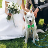 Elegant Dog Bow Tie - Cute Tuxedo Bowtie with Adjustable White Collar for Formal Pets - Perfect for Valentines, Weddings