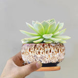 3.94 Inch Round Ceramic Succulent Planter Pot with Drainage Hole, Glazed Shallow Cute Indoor Pot for Cactus, (Plants Not Included) In Australia - Darrahopens
