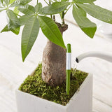 Set of 10, Plant Soil Moisture Sensor,House Plant Soil Moisture Meter, Best for Indoor Potted Plants (Small) In Australia - Darrahopens