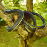 Realistic Rubber Snake, Lifelike Snake Joker Prank Props,Snake Chasing People Prank,47 Inch Large Fake Snake for Garden Prop to In Australia - Darrahopens