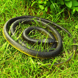 Realistic Rubber Snake, Lifelike Snake Joker Prank Props,Snake Chasing People Prank,47 Inch Large Fake Snake for Garden Prop to In Australia - Darrahopens