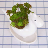 Desktop Cute Cartoon Herbivorous Dinosaur White Ceramic Succulent Pot with Tray, Bonsai Cactus Flower Pot Vase Holder Decorative In Australia - Darrahopens