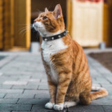 Spiked Cat Dog Collar, 4 Pieces PU Leather Soft Dog Collar Adjustable Rivet Puppy Collar Studded Cat Collar with Spikes