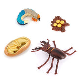 4PCS Stag Beetle Animal Life Cycle,Insect Growth Cycle Model,Hand Painting Animal Figures,Educational Toy