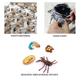 4PCS Stag Beetle Animal Life Cycle,Insect Growth Cycle Model,Hand Painting Animal Figures,Educational Toy