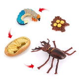 4PCS Stag Beetle Animal Life Cycle,Insect Growth Cycle Model,Hand Painting Animal Figures,Educational Toy