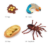 4PCS Stag Beetle Animal Life Cycle,Insect Growth Cycle Model,Hand Painting Animal Figures,Educational Toy