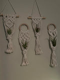 4 Pack Air Plants Holders Air Fern Macrame Plant Hanger Indoor Hanging Planter Basket for Tillandsias Display Air Plant Stand In Australia - Darrahopens