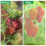 10 Pcs Fruit Protection Bags, Fruit Netting Bags with Drawstring, Garden Fruit Cover Mesh Bag to Protect Plants