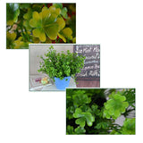 3 PCS Simulated Green Plants Decor Artificial Four Leaf Clover Fake Plant Lifelike Fake Greenery Foliage In Australia - Darrahopens