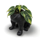 Urban Attitude Maggie Bulldog Planter - Matte Black In Australia - Darrahopens